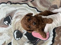 Sevimli Poodle Bebekleri