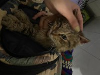 Tek gözlü minik tekir kedicik