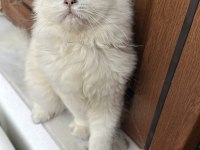 BRİTİSH LONG HAİR ERKEK 5 AYLIK