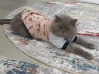 Sevimli ve aile ortamında büyümüş oğlumuz yuva arıyor