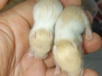 ÖZEL TÜR HAMSTER (EVCİL)