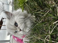 Şecereli British Longhair