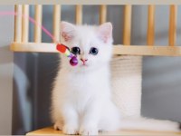 Sevgi dolu british shorthair dişi