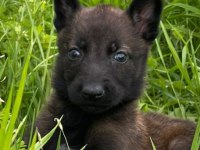 Sağlam kan hattı malinois kaliteli yavru