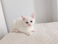 Van Kedisi Yavrusu 3 Aylık Erkek