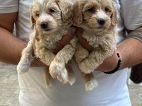 Sağlıklı WC Eğitimli Maltipoo