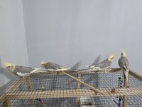 Yavru sultan papağanları 4 aylık
