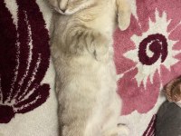 Ücretsiz british shorthair kedim