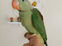EL BESLEME BEBEK ALEXANDER PAPAĞANI