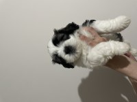 Shih tzu yavruları
