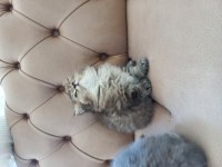 British longhair ve scottish fold yavrularımız