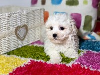 Orjinal bichon FRİSE yavrularımız