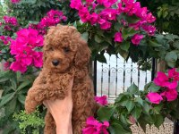 SHOW KALİTE KIVIR KIVIR TOY YAVRULAR POODLE