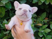 Dizzy rascal french bulldog yavruları yeni ailelerini arıyor