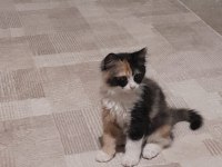 3 güzel yavru kedimiz yeni ailesini arıyor