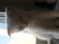 65 günlük scottish fold yavrular