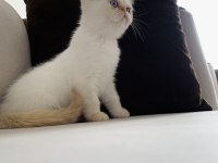 Dişi 3 aylık kalıcı mavi göz iran kedisi