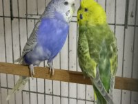 Hazır Yumurtalı Rainbow Muhabbet Kuşu Takımlar