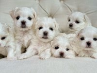 1 buçuk kg olacak bichon frise (uygun)