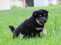 Türkiyede Tek Shiba İnu Yavrular