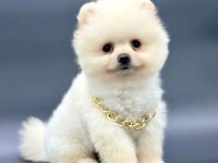 Sevimli Pomeranian Boo Yavrularımız