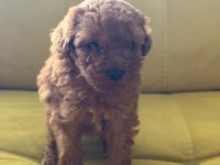 Poodle yavrularımız
