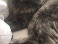 Maine Coon 7 Aylık Erkek