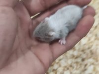 Ele Alışkın Gonzales Hamster Yavruları