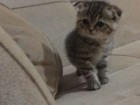 Bal suratlı scottish fold yavrumuza yeni yuva arıyoruz