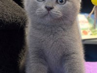 EFSANE GENETİK ERKEK YAVRU BRITISH SHORTHAIR