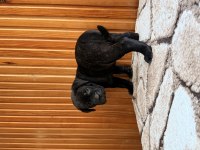 Dev Adayları Cane Corso