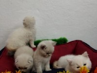 MUHTEŞEM GÜZELLİKTE BEYAZ SCOTTİSH FOLD YAVRULARIMIZ