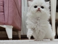 Mükemmel Güzellik British Longhair