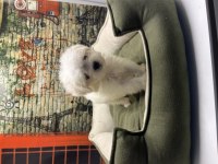 Kar Beyaz Maltese Terrier Yavrularımız @petclubadanaa