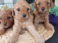 Birbirinden Güzel Toy Poodle Bebeklerimiz