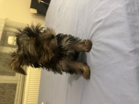 3,5 aylık erkek yorkshire terrier