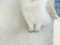 By33 Dişi Yavru British Longhair