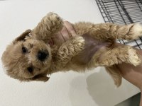 Yavru Toy Poodle