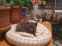 Eskişehir 3 Aylık 5 Tane British Shorthair Yavru