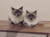 Ragdoll Lilly ve Mia