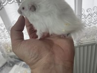 Yavru yetişkin Suriye hamsterı