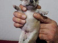 Mükemmel bebeklerimiz chihuahua