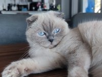HEPSİ BİRİNDEN GÜZEL YAVRU VE YETİŞKİN İRAN KEDİSİ