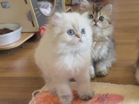 Golden point British longhair erkek