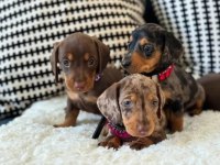 Uzun ve Kısa Tüylü Seçenekleri ile Dachshund Yavrular