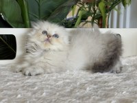 Cüce Büyümeyen Kısa Bacaklı Munchkin Fold Safkan