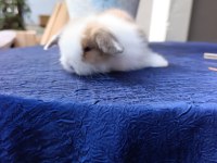 HOLLANDA LOP TAVŞANLARI