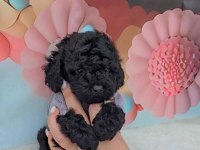 2 Aylık Kore Poodle Yavruları