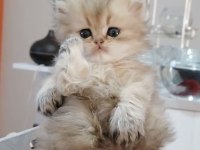 BRITISH LONGHAİR KEDİSİ