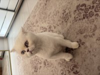 3 Yaşında Exotic Shorthair Kedim (Dişi)